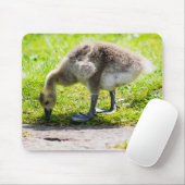 Tapis De Souris Goose Gosling Canada (Avec souris)
