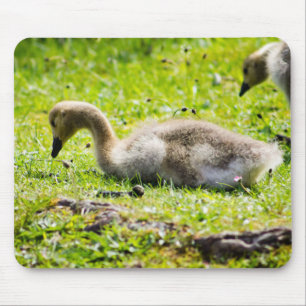 Tapis De Souris Goose Gosling Canada