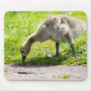 Tapis De Souris Goose Gosling Canada
