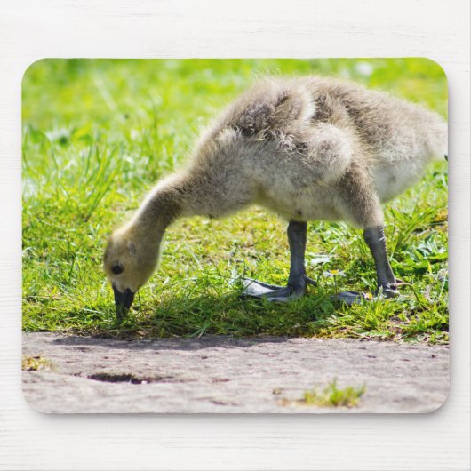 Tapis De Souris Goose Gosling Canada (Devant)