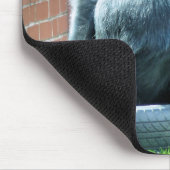 TAPIS DE SOURIS GORILLAS (Coin)