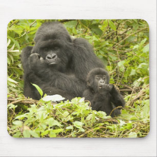 Tapis De Souris Gorille des montagnes, Gorilla beringei (anciennem