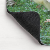 Tapis De Souris Gosling (Coin)