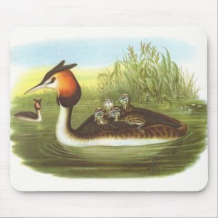 Tapis De Souris Gould - grand grèbe crêté - cristatus de Podice