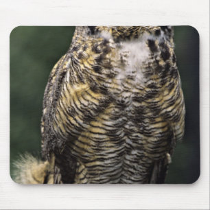 Tapis De Souris Grand-duc d'Amérique (Bubo virginianus), corps ent