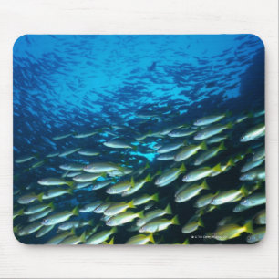 Tapis De Souris Grand groupe de natation de poissons de cordelette