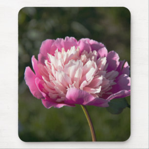Tapis De Souris Grandes fleurs de pivoine roses au jour de printem