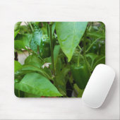 Tapis De Souris Green peppers (Avec souris)