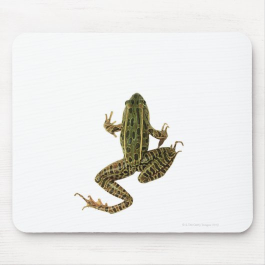 Tapis De Souris Grenouille 2 (Devant)