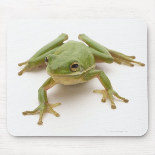 Tapis De Souris Grenouille à arbre vert (Devant)