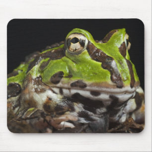 Tapis De Souris Grenouille à cornes du Pacifique Ceratophrys stolz