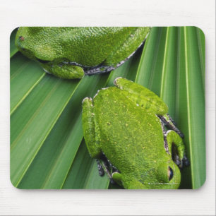 Tapis De Souris Grenouille à écorce (hyla gratiosa)