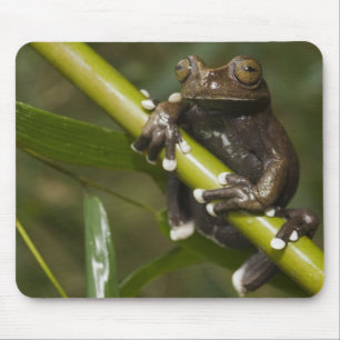 Tapis De Souris Grenouille arboricole captive de Tapichalaca Hylos