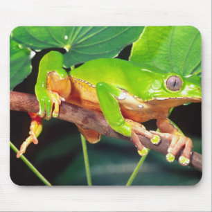 Tapis De Souris Grenouille arboricole singe bicolore, Phyllomedusa