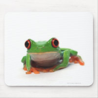 Grenouille aux yeux rouges 2