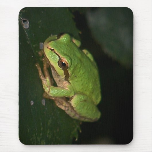 Tapis De Souris Grenouille d'arbre verte Mousepad (Devant)