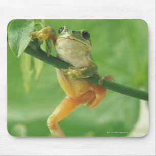 Tapis De Souris Grenouille des arbres
