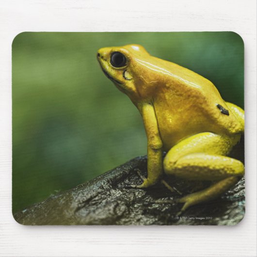 Tapis De Souris Grenouille dorée (Devant)