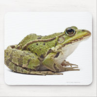 Grenouille européenne commune ou grenouille comest