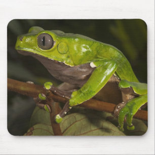 Tapis De Souris grenouille géante à feuilles (Phyllomedusa bicolor