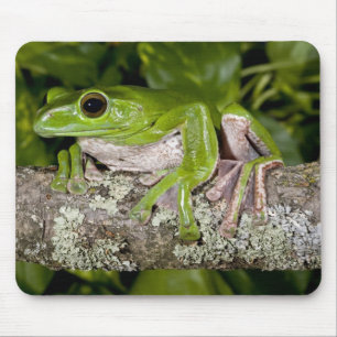 Tapis De Souris Grenouille géante glissante, Polypedates dennysi s