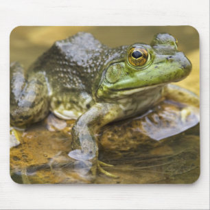 Tapis De Souris Grenouille le long de la rivière Buffalo, Mile 126