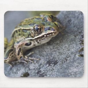 Tapis De Souris Grenouille léopard du nord, Île transparente,