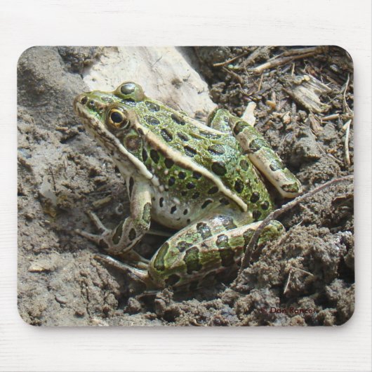 Tapis De Souris Grenouille léopard R3 (Devant)