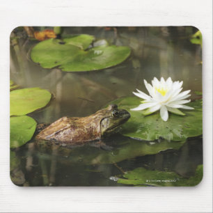 Tapis De Souris Grenouille mugissante dans l'étang de lis