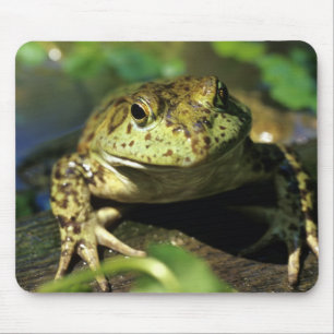 Tapis De Souris Grenouille taureau.
