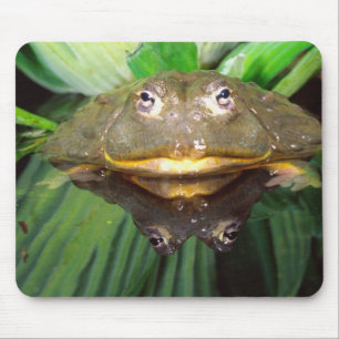 Tapis De Souris Grenouille-taureau africaine, Pyxicephalus 2