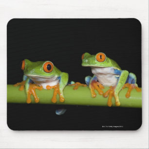Tapis De Souris Grenouilles d'arbre aux yeux rouges (callidryas