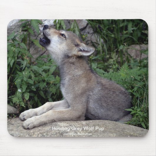 Tapis De Souris Grey Wolf Un partisan de la faune Photographie ani (Devant)
