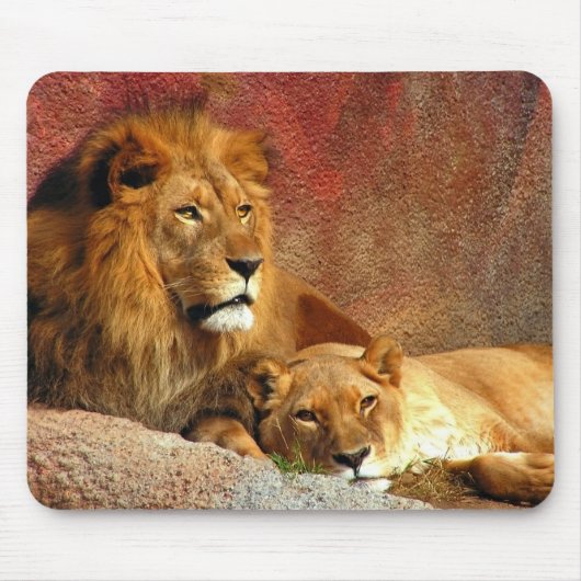 Tapis De Souris Gros Chats - 6 (Devant)