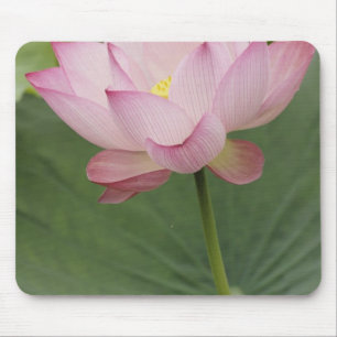 Tapis De Souris Gros plan de fleur de Lotus, Nelumbo nucifera),