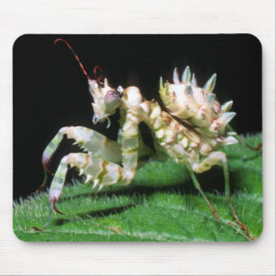 Tapis De Souris Gros plan de la mante Hottentot