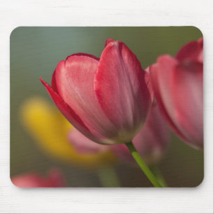 Tapis De Souris Gros plan de tulipes rouges et jaunes dans un jard