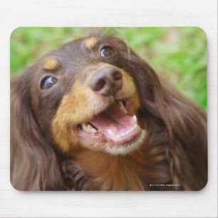 Tapis De Souris Gros plan d'un chien Dachshund