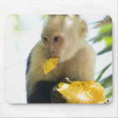 Tapis De Souris Gros plan d'un singe capucin mangeant un fruit (Devant)