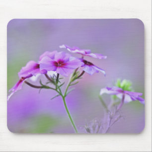 Tapis De Souris Gros plan sur Phlox de Drummond, Phlox drummondi,