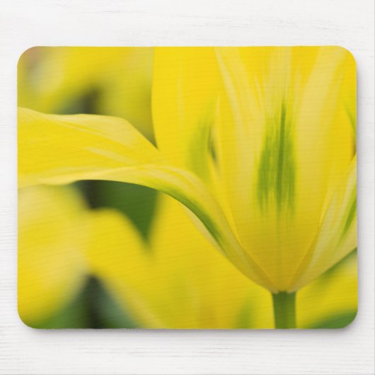 Tapis De Souris Gros plan sur tulipe 2 (Devant)