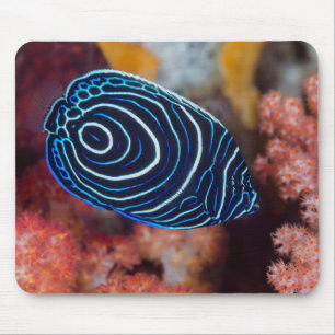 Tapis De Souris Gros plan sur un poisson-ange empereur