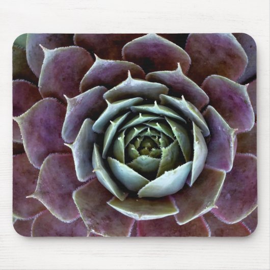 Tapis De Souris Gros plan sur une succulente violette (Devant)