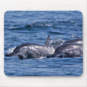 Tapis De Souris Groupe de dauphins de goulot - Oman