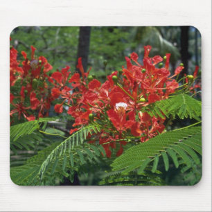 Tapis De Souris Groupe de Gulmohar