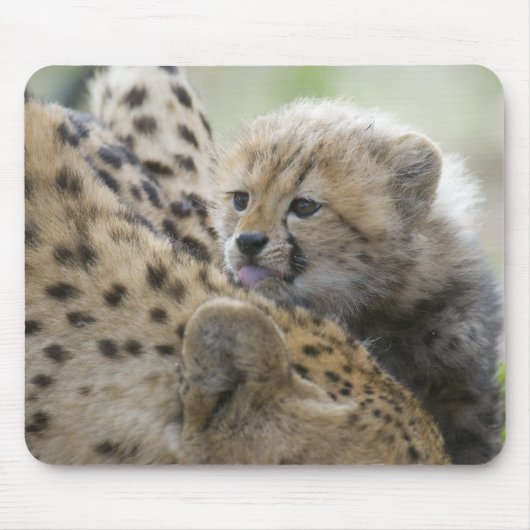 Tapis De Souris Guépard CUB avec la maman (Devant)
