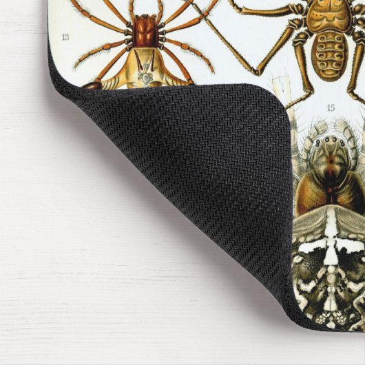 Tapis De Souris Haeckel (Coin)
