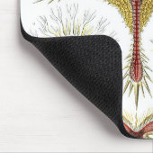 Tapis De Souris Haeckel (Coin)