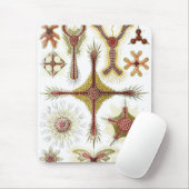 Tapis De Souris Haeckel (Avec souris)
