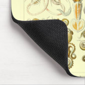 Tapis De Souris Haeckel (Coin)
